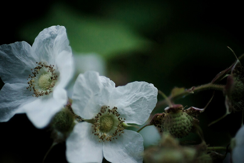 格安 楽天市場 アートパネル アートフレーム 壁掛け インテリア Artmart アートマート アートポスターやアートボード ファブリックパネルで部屋 をおしゃれに モダン アンティーク 北欧 花 海 絵 写真 ポスター イラスト モノクロ モノトーン 自然 花 Itk 0918 趣味