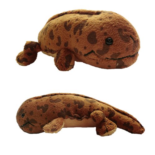 楽天市場】オオサンショウウオ 大山椒魚 サイズ:63cm ふわふわ