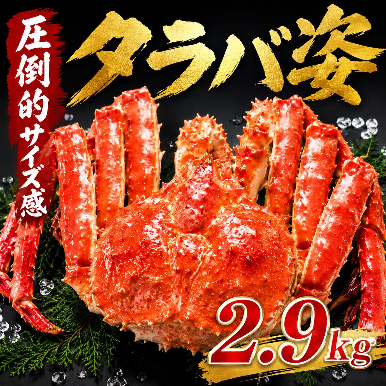 【お中元】北海道海鮮ギフト 御中元 【たらば姿2.9ｋ 北海道産】タラバガニ 超特大 大型 姿 2.9kg たらばがに たらば蟹 タラバ たらば 北海道産 国内 安心基準 北海道海鮮 高品質 海鮮専門店｜北直店