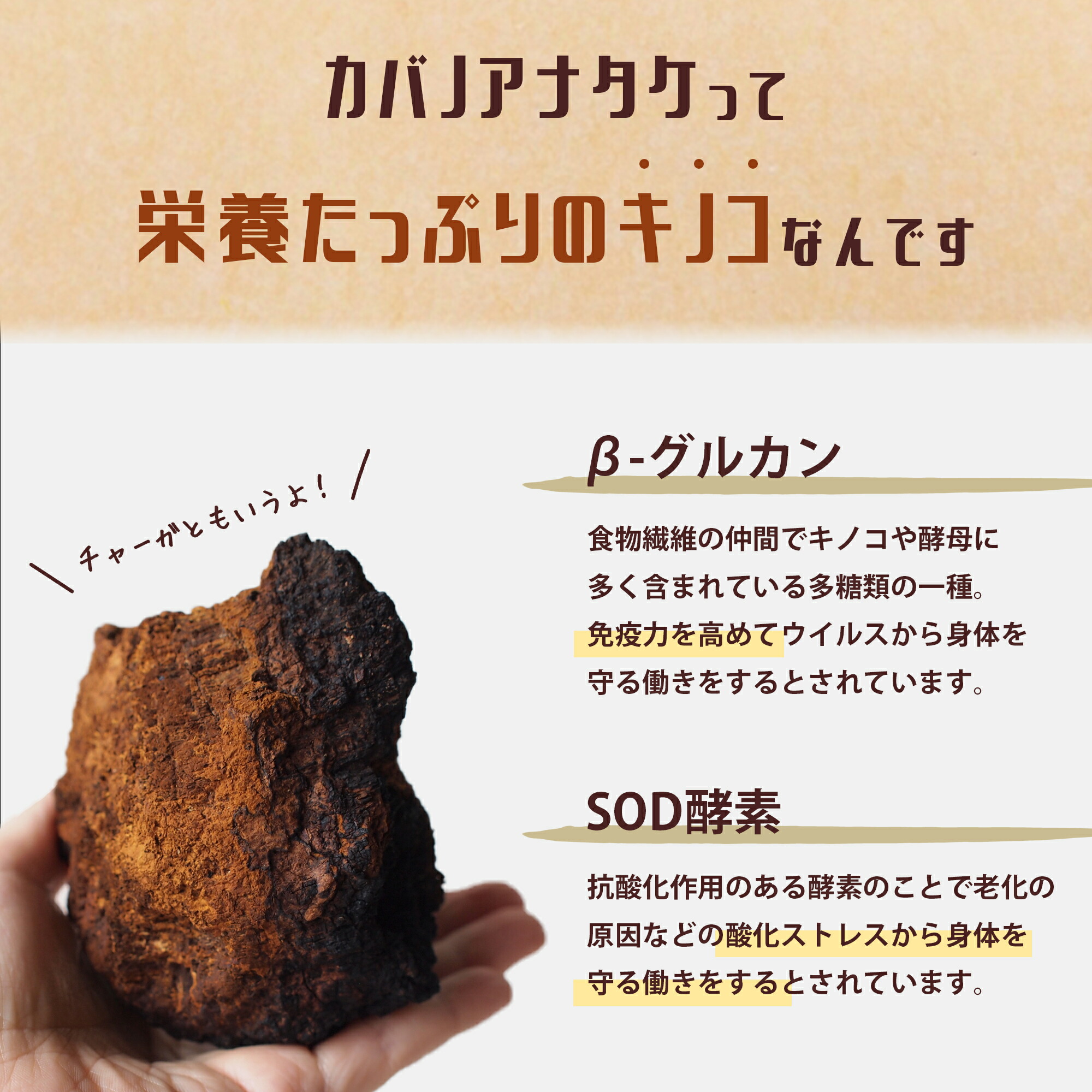 西日本産 北海道カバノアナタケ - 通販 - www.stekautomotive.com