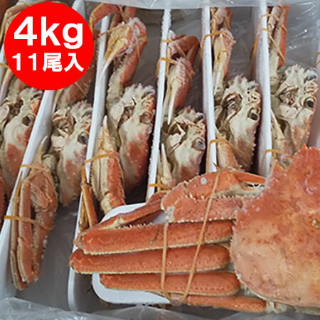 随時発送中　北海道 オオズワイガニ ボイル かに 姿 送料無料 オオ　ズワイガニ 姿 11尾入り ズワイガニ姿 合計4kg前後 カニ 蟹 かに 北海道 魚介類 水産加工品 カニ ずわい｜北海道 ギフト・タネ 実 蔵本舗