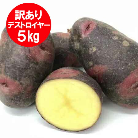 楽天市場】【秋ジャガイモ 種イモ】じゃがいも種子 グラウンド