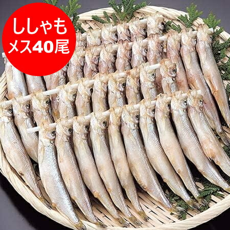 ししゃも 送料無料 ししゃも メス 北海道 子持ち ししゃも 北海道産 本ししゃも シシャモ メス 40尾 ( 20尾×2 ) 箱入り 魚介類 水産加工品 シシャモ 柳葉魚