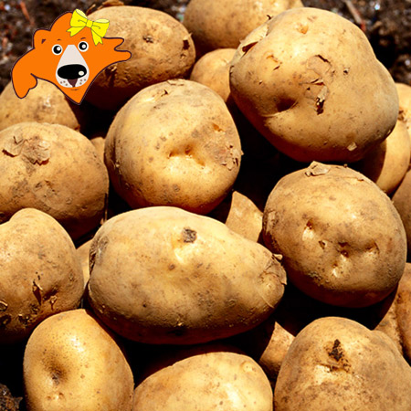 楽天市場】＼売り尽くし／じゃがいも 種芋 10kg 送料無料 マツコの知ら