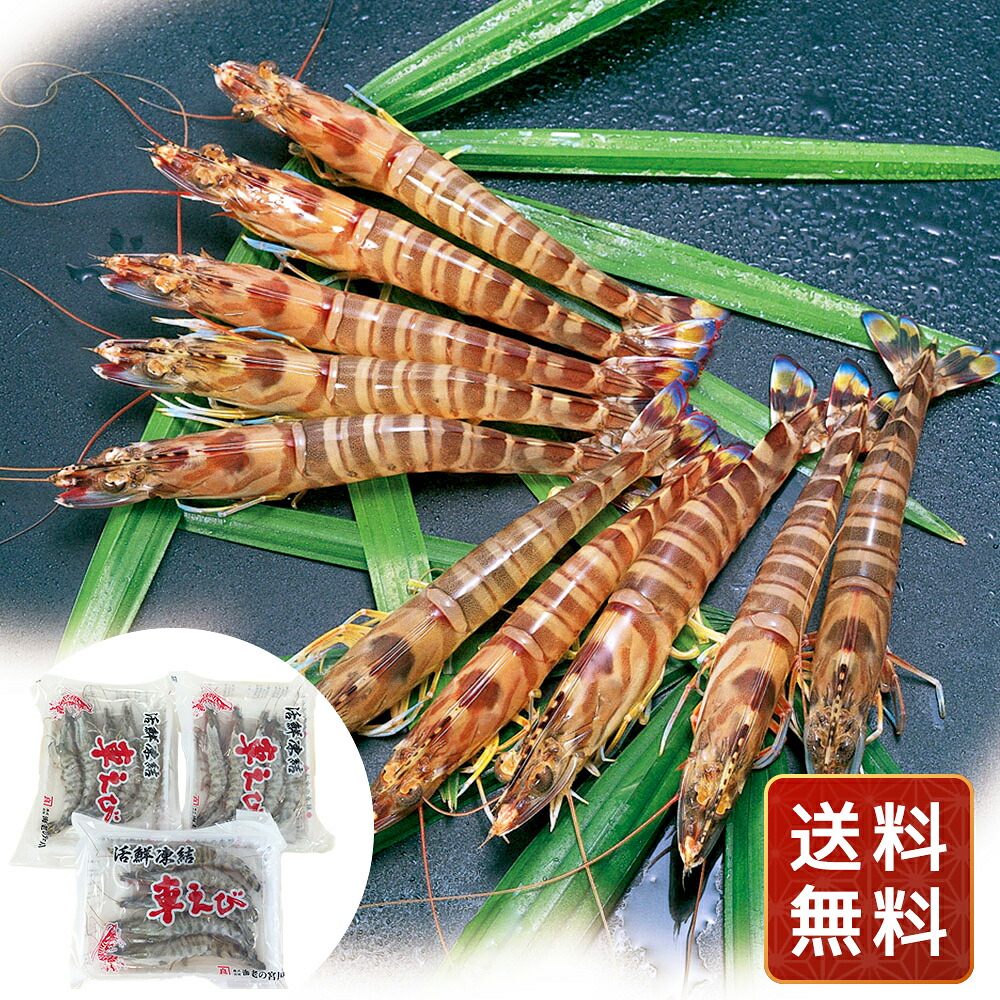 熊本沖縄 活鮮凍結 活き〆冷凍車海老 A 送料無料 シイレル 食品ギフト お取り寄せグルメ 子供の日 母の日