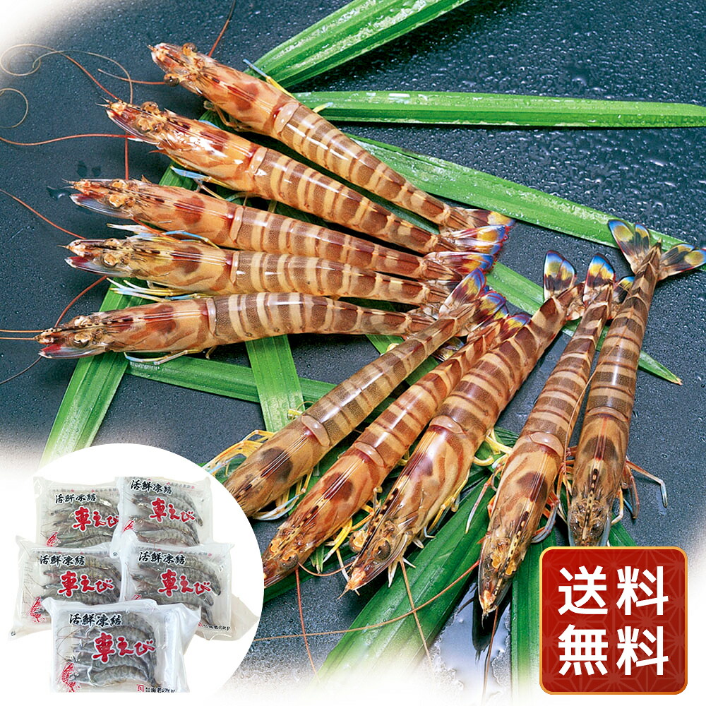 熊本沖縄 活鮮凍結 活き〆冷凍車海老 C 送料無料 シイレル 食品ギフト お取り寄せグルメ 子供の日 母の日