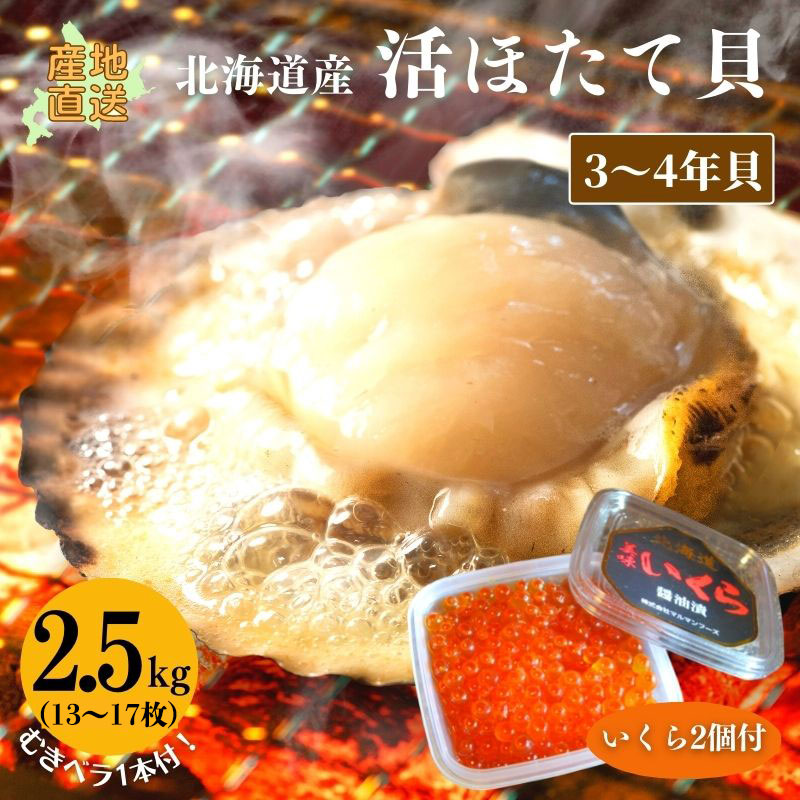 活ホタテ（3～4年貝）2.5kg（13～17枚） いくら100g2個付 【冷蔵】 帆立 ほたて ホタテ 海鮮