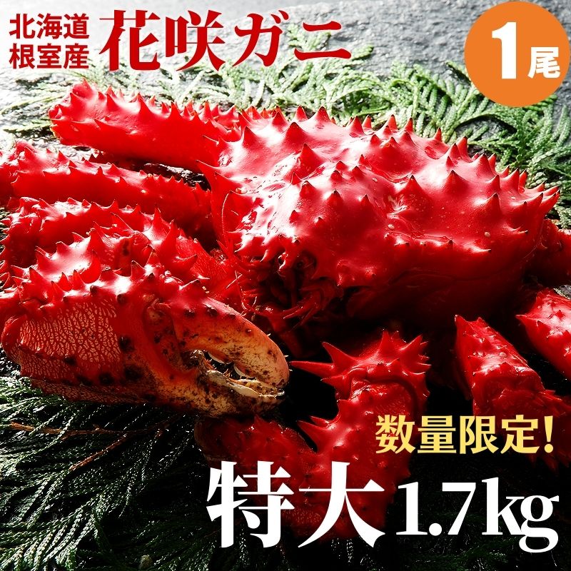 クォンティティ局限 特大 花咲ガニ 1 7kg 1尾っぽ 北海道 蟹 根室で揚陸 花咲ガニ おくり物 おくり物 遣す 戴物 内祝い お取り寄せ おくり物 贈答代物 冬期ギフト 花咲 蟹 かに 北海道直送 送料無料 通販 Pasadenasportsnow Com