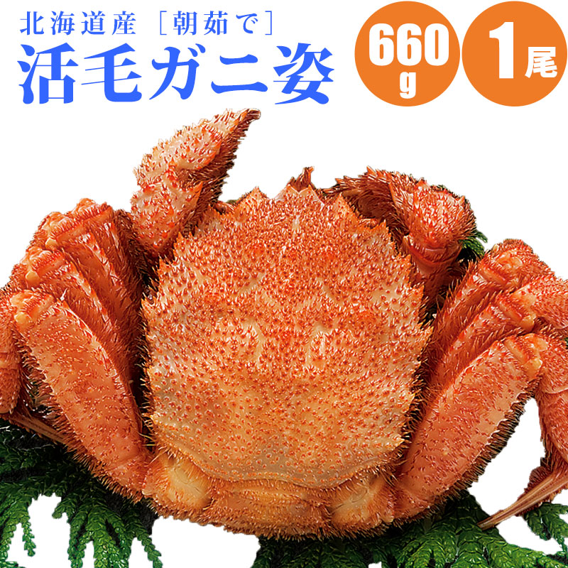 【先行予約】 今ならイクラ1個付　活毛蟹を朝茹でしました 660g前後 × 1尾 新鮮な毛蟹を冷蔵でお届け 冷凍していない本場の特別な毛蟹の味わいです 毛蟹 毛ガニ 毛がに けがに 活 毛蟹 北海道 産地直送 オホーツク 秘密のケンミンショー で北海道毛ガニ紹介されました