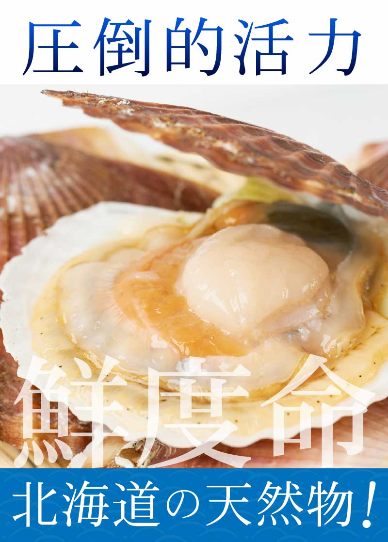 市場 お中元 帆立 ほたて 御中元 殻付き 約2kg 送料無料 生 北海道産 刺し身貝 刺身 活ホタテ 天然 市場 お中元 帆立 ほたて 御中元 殻付き 約2kg 送料無料 生 北海道産 刺し身貝 刺身 活ホタテ 天然
