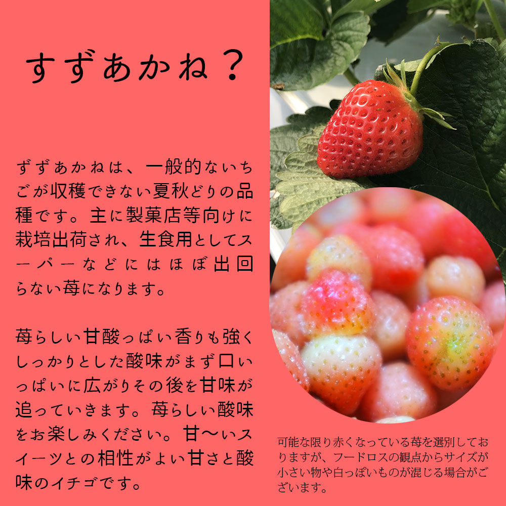 人気激安） 産直便 北海道千歳産 冷凍ハスカップ２kg 冷凍いちご８kg 合計10kg 食べ比べ セット 業務用 家庭向け 冷凍フルーツ 訳あり  製菓向け お菓子作り SS2209 fucoa.cl