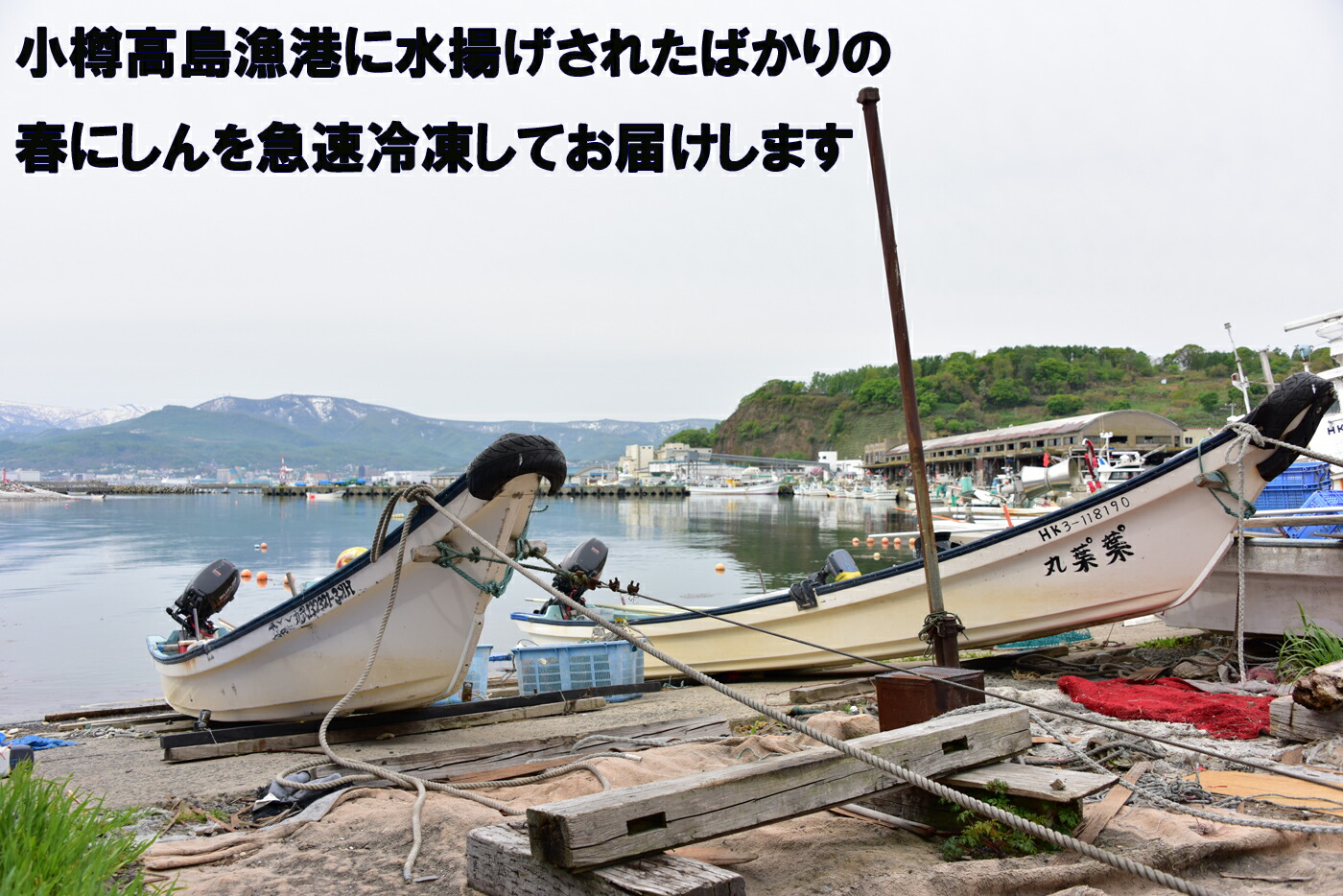 楽天市場 北海道小樽産 にしん オス メス 2尾セット鮮度 抜群 魚卵 数の子 持ち とれたて急速冷凍 送料無料 九州 沖縄を除く 北海道 にしん 小樽 春にしん 雄雌にしん ニシン にしん 鰊 生ニシン ニシン子持ち 数の子 魚卵 新鮮獲れたて 北海道 海鮮 ギフト