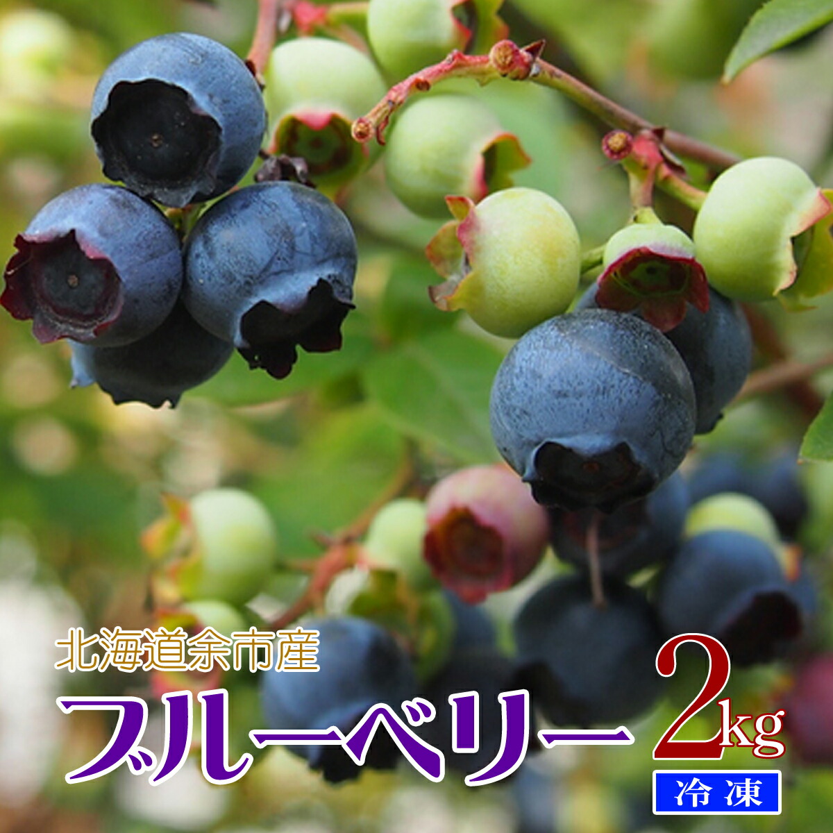 北海道 余市郷邑発明訳あり 凝固ブルーベリー 非常に 2kg 貨物輸送無料 九州 沖縄を投げ捨てる 国産 ブルーベリー 送料無料 ジャム 発酵乳 スムージー 清涼飲料水 コールコーヒーソフト 北海道産 余市町 フルーツ 細工使いみち ファミリー用 務用 Sngsecurity Com