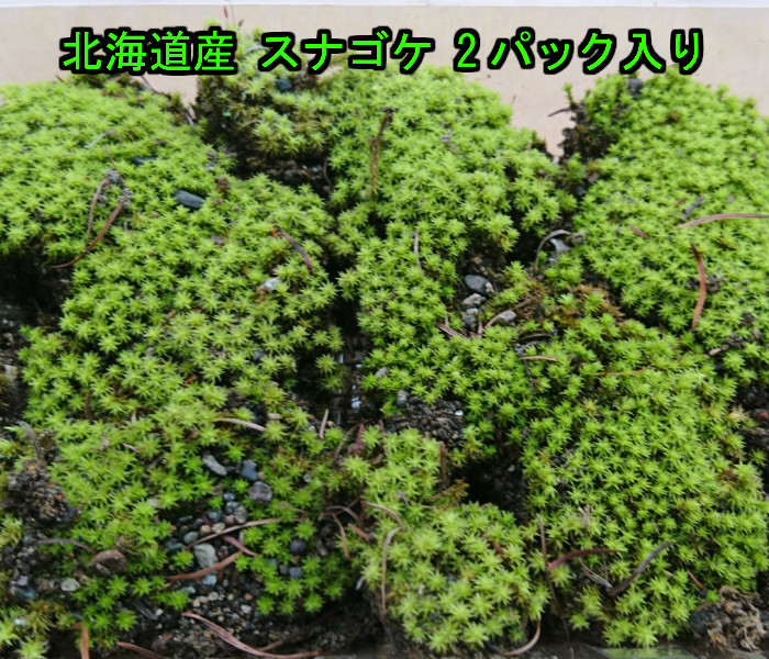 スナゴケ 40枚 40トレー すな苔 楽天市場】北海道産 スナゴケ 520×340トレー : 北海園芸 楽天市場店