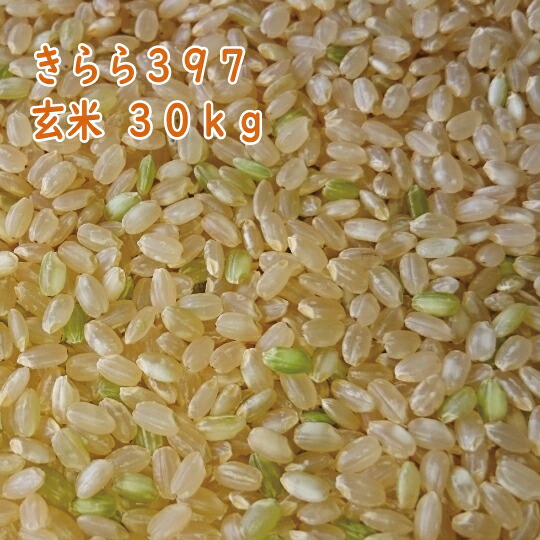 【楽天市場】北海道産 きらら397 玄米 30kg 令和6年産 一等米 [重量商品につき送料無料対象外]：ほくべい