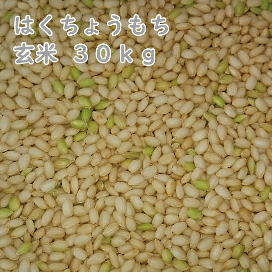 【もち米玄米】北海道産 はくちょうもち もち米 玄米 30kg 令和7年産 一等米 モチ米 糯米 北海道米 農協米　[重量商品につき送料無料対象外]
