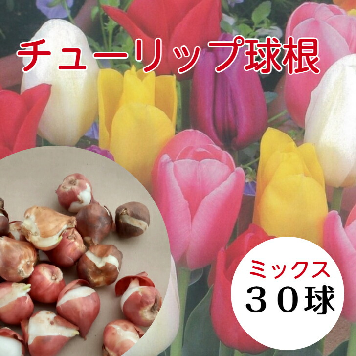 楽天市場】チューリップ カラフルファイブカラーコレクション 色別5色