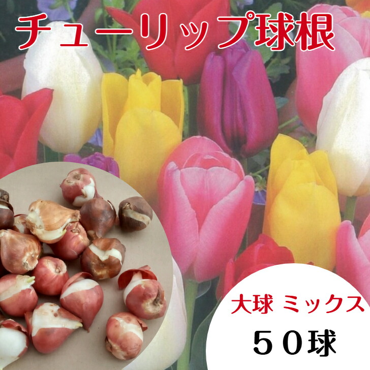 楽天市場】チューリップ球根 20球 つぎつぎ咲くミックス 30日連続開花