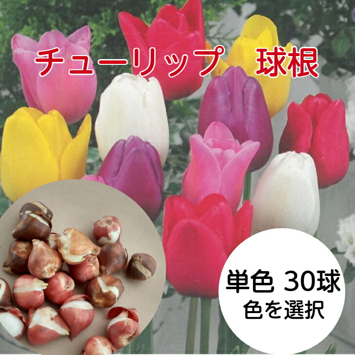 楽天市場】秋植え球根 チューリップ ぴったりちゅうりっぷ 3種混合10球