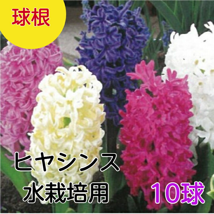 楽天市場】ヒヤシンス ブルー 4号苗（球根3個入り） : 千草園芸