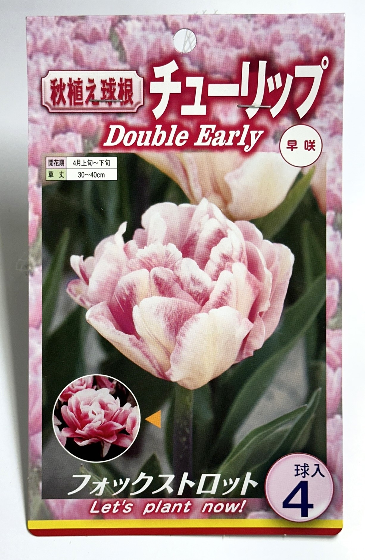 楽天市場】チューリップ球根 5球フリンジ咲 : 荒川種苗