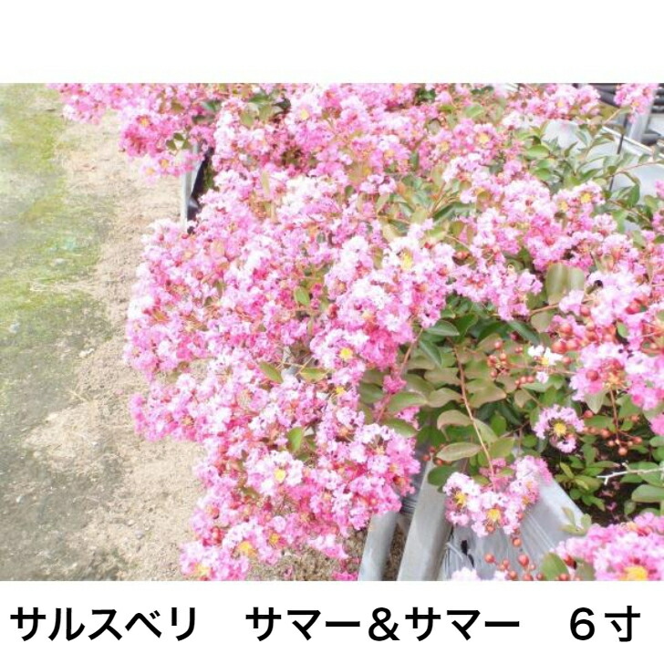 夏のお花❤︎サルスベリピンク 楽天市場】7月より発送2025年8月開花ピンク花のサルスベリぺ