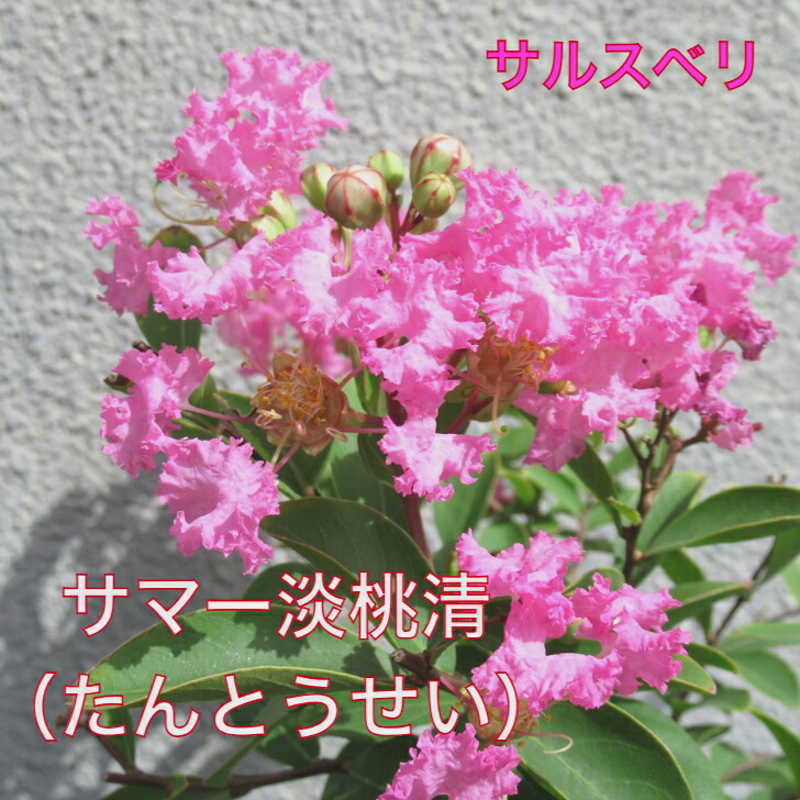 楽天市場】7月より発送2025年8月開花ピンク花のサルスベリぺ