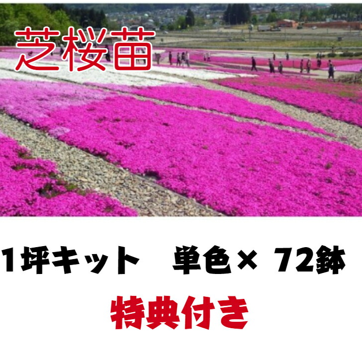 楽天市場】芝桜苗 1坪キット 2色72ポット 特典付き 紅桃 白