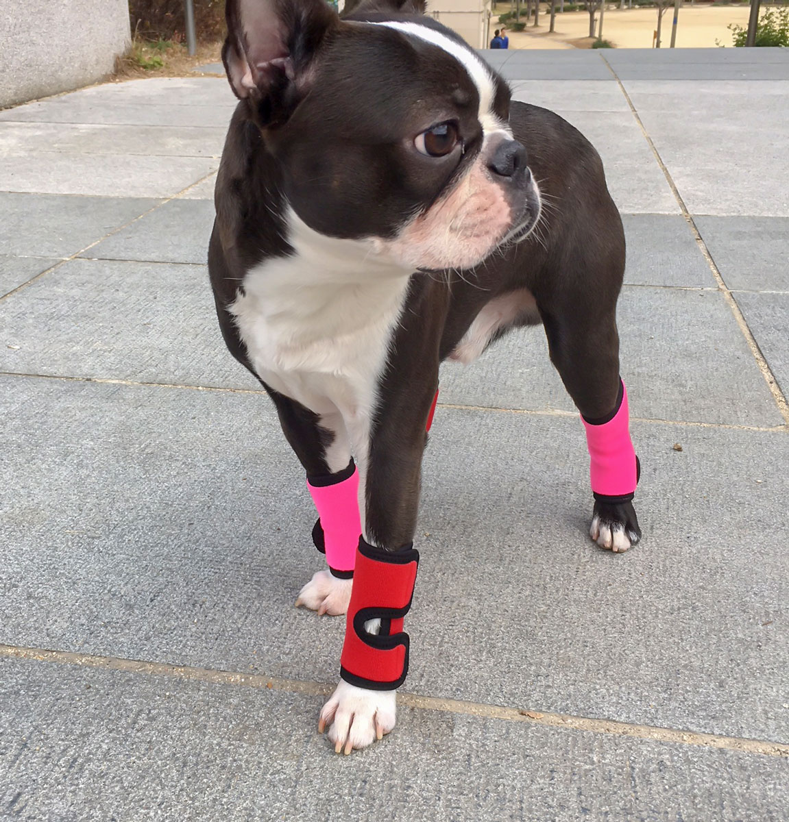 わんダフルサポーター(前脚用)中型犬用【山本化学工業】