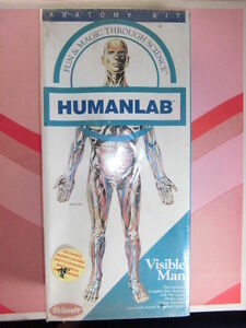 【送料無料】ホビー　模型車　車　レーシングカー モデルanatomia humana man anatomy model visible man｜hokushin