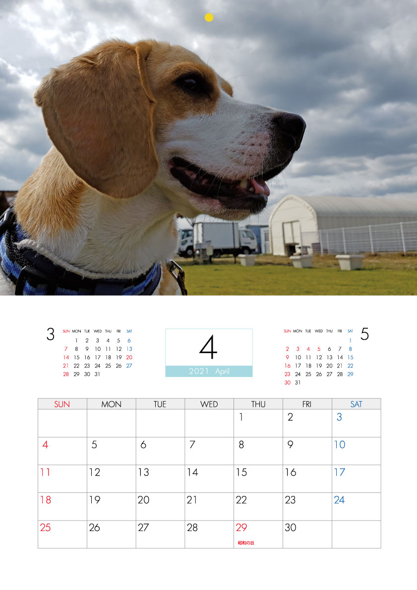 楽天市場 予約販売 ビーグル犬 うぃるさん 21年 壁掛けカレンダー Kk Hokushin