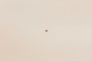 【送料無料】腕時計　プラトーユニバーサルplateaux 730 universal 6465