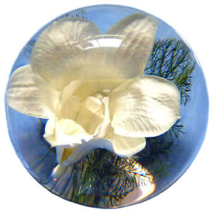 【送料無料】腕時計　オーキッドペーパーウェイトmedium orchid paperweight made with a real flower