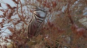 【送料無料】ジュエリー・アクセサリー シカダブローチgrosse broche cigale en metal argente｜hokushin