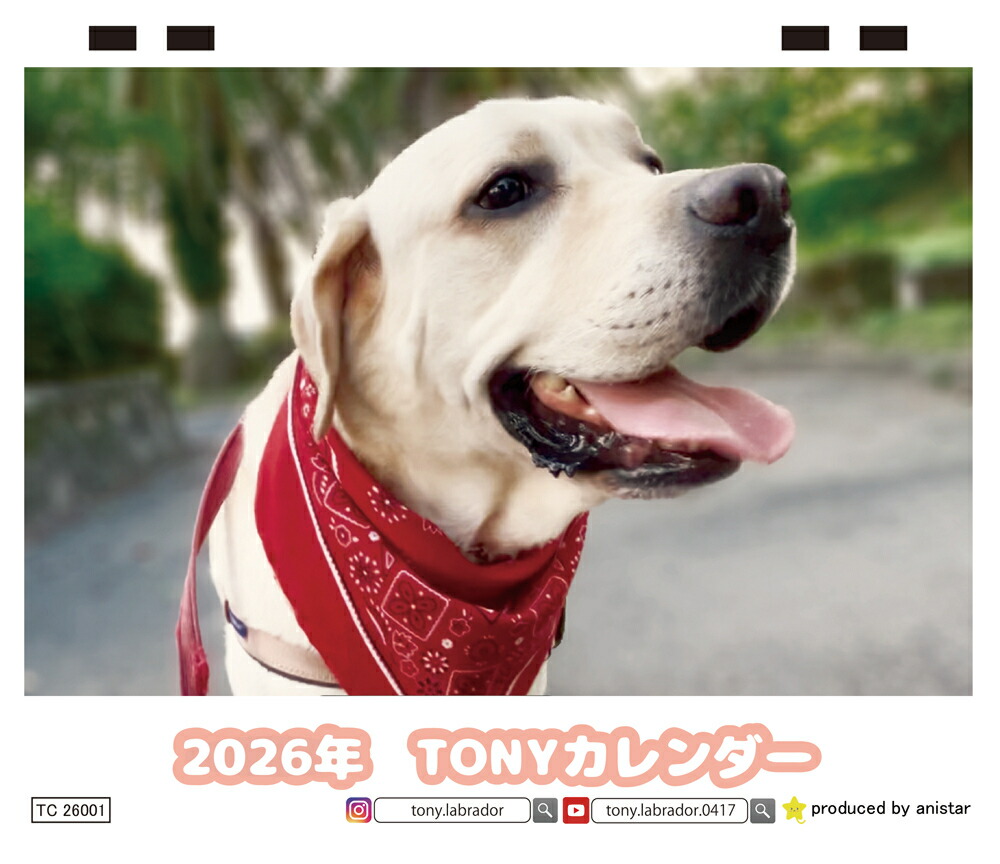 楽天市場】【予約販売】 TONY ラブラドールレトリバー 犬 2026年 卓上