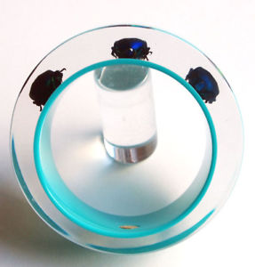 【送料無料】ブレスレット　アクセサリ―　バグデザイナーlucitedesigner blue lucite bracelet with real exotic bugs