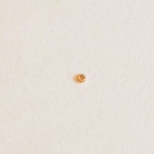 【送料無料】腕時計　ヴァシュロンコンスタンタンpignone di caricaremontoir ref410 vacheron constantin 11201121