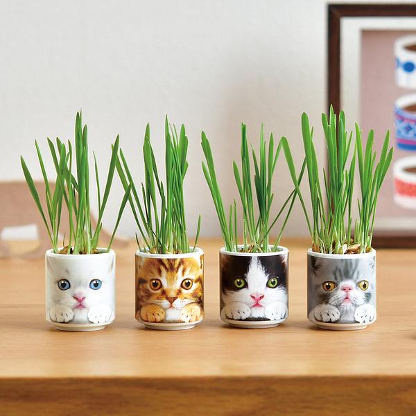 楽天市場】【送料無料】GD-1029 おちょこで猫草4個セット 猫 健康 栽培