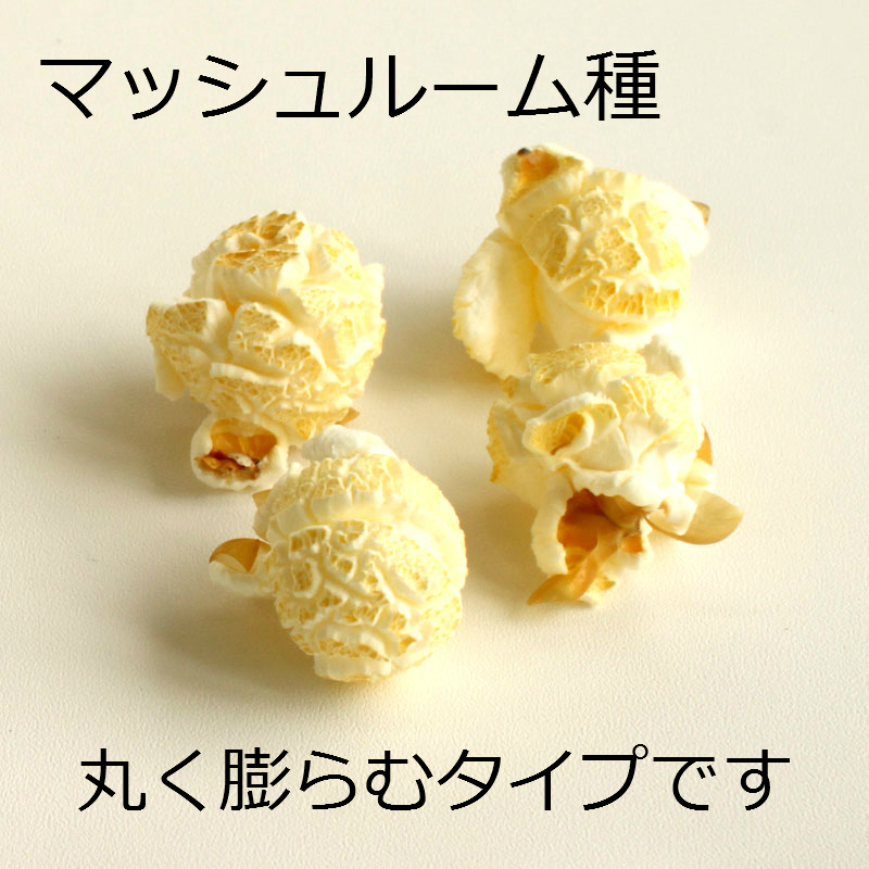 楽天市場 ポップコーン豆1kg マッシュルーム種 Hollywood Popcorn