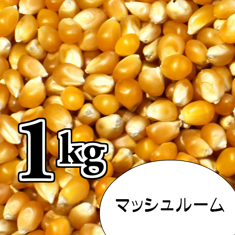 楽天市場】ポップコーン豆5kg【マッシュルーム種】 : HOLLYWOOD POPCORN