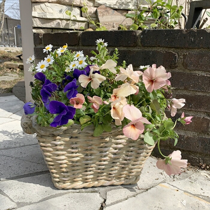 お値下げ品【1点限り】初夏の寄せ植え　バスケット　カンパニュラ ブルー×ホワイト つぼみがいっぱい!八重咲きカンパニュラ「ホワイトライクミー