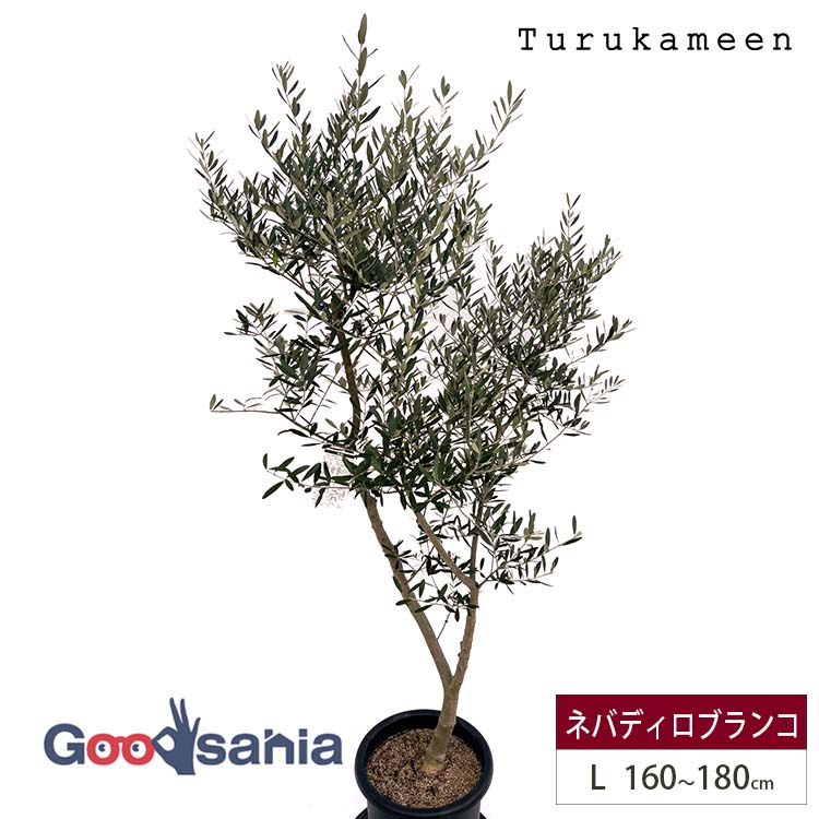 楽天市場】鶴亀園 オリーブの木 ネバディロブランコ Large (約160
