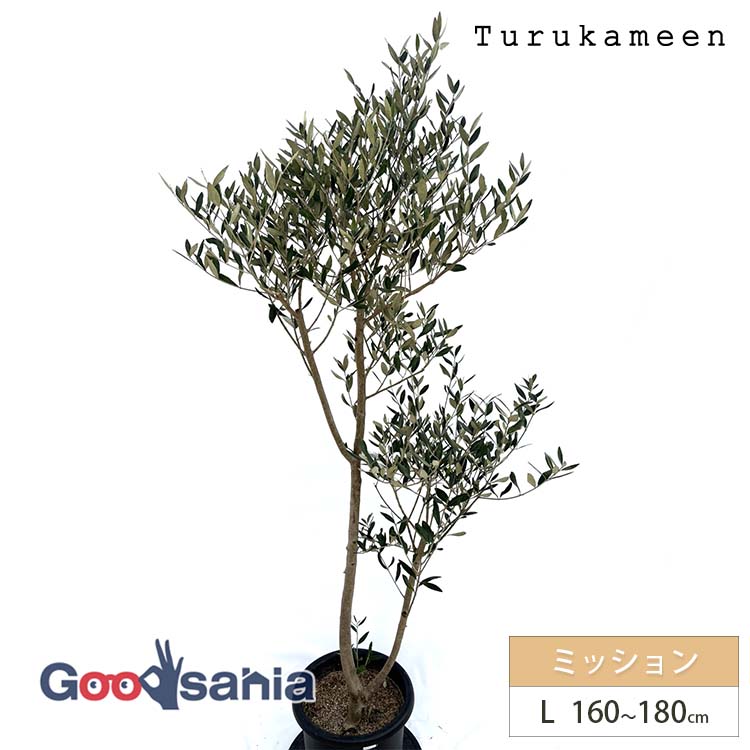 【送料無料】 鶴亀園 オリーブの木 ミッション Large (約160~180cm) ( オリーブ Lサイズ ラージ 10号 観葉植物 鉢植え 苗木 庭木 植木 シンボルツリー ガーデニング 目隠し ギフト お祝い 常緑樹 )
