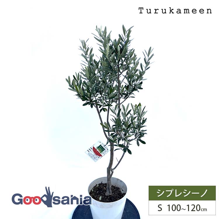 楽天市場】［生産者直送］オリーブ シプレシーノ シプレッシーノ 樹高