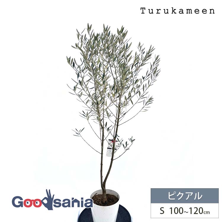 楽天市場】【早い者勝ち！最大400円OFFクーポン配布】鶴亀園 オリーブ