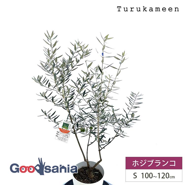 鶴亀園特集