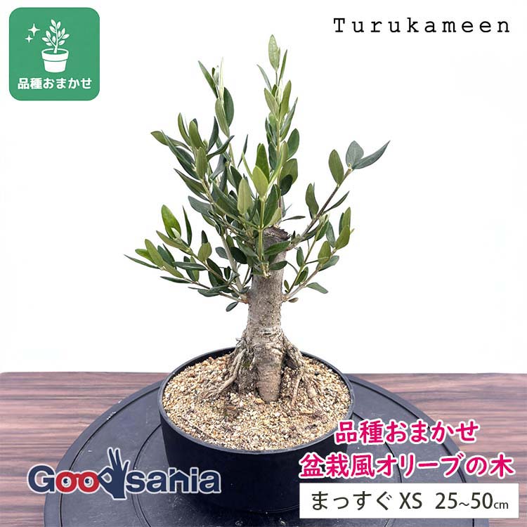 鶴亀園 盆栽風 オリーブの木 【品種おまかせ】 XS 約25～50cm まっすぐ ( 盆栽風オリーブ オリーブ 観葉植物 盆栽仕立て コンパクト 小型 植物 鉢植え インテリア おしゃれ かわいい 和モダン ) 11,700円