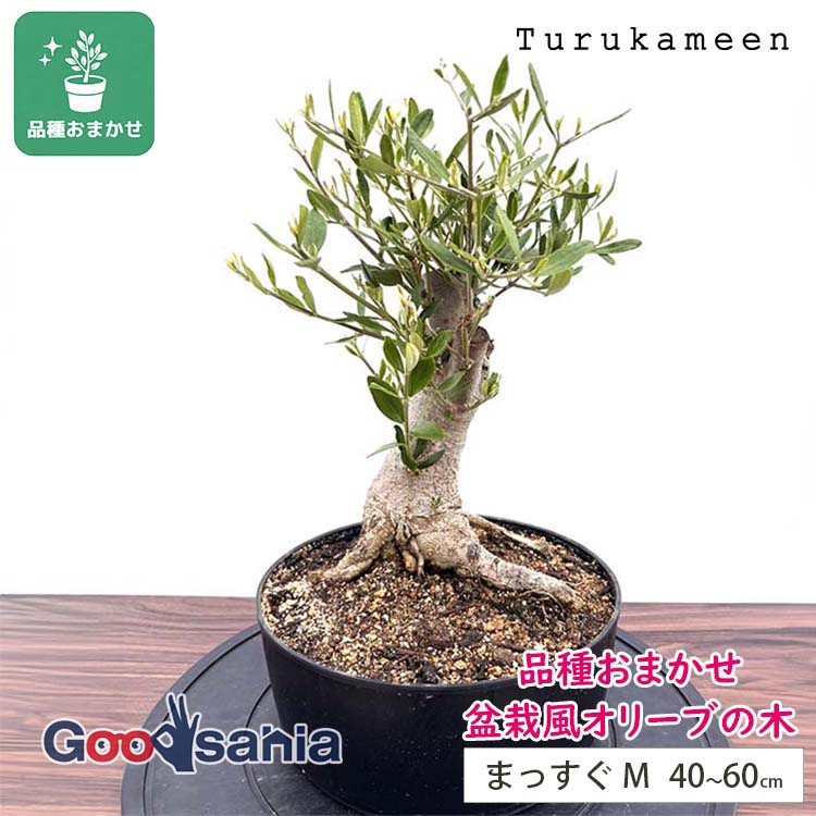 鶴亀園 盆栽風 オリーブの木 【品種おまかせ】 M 約40~60cm まっすぐ ( 盆栽風オリーブ オリーブ 観葉植物 盆栽仕立て コンパクト 小型 植物 鉢植え インテリア おしゃれ かわいい 和モダン )|Goodsania 2nd store