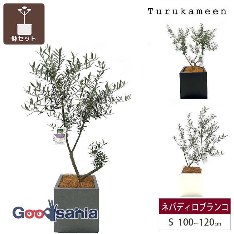 鶴亀園 【オリーブの木/鉢カバーセット】 ネバディロブランコ Small / ベータキューブプランター S 全3色 ( オリーブ Sサイズ スモール プランターセット 鉢カバーセット 観葉植物 鉢植え シンボルツリー )