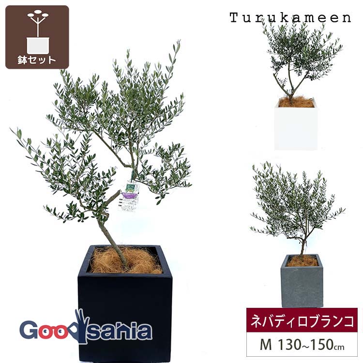 鶴亀園 【オリーブの木/鉢カバーセット】 ネバディロブランコ Medium / ベータキューブプランター M 全3色 ( オリーブ Mサイズ ミディアム プランターセット 鉢カバーセット 観葉植物 鉢植え シンボルツリー )
